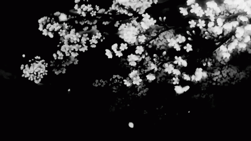 ✧  𝖑𝖚𝖈𝖎𝖉 ⋆₊˚ banner
