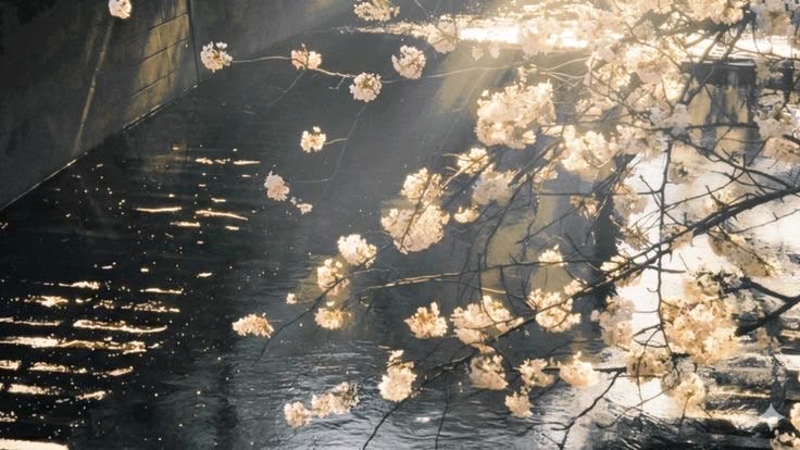 νєℓνєт нєαятѕ .ᐟ.ᐟ ⤷ ゛ ˎˊ˗ banner
