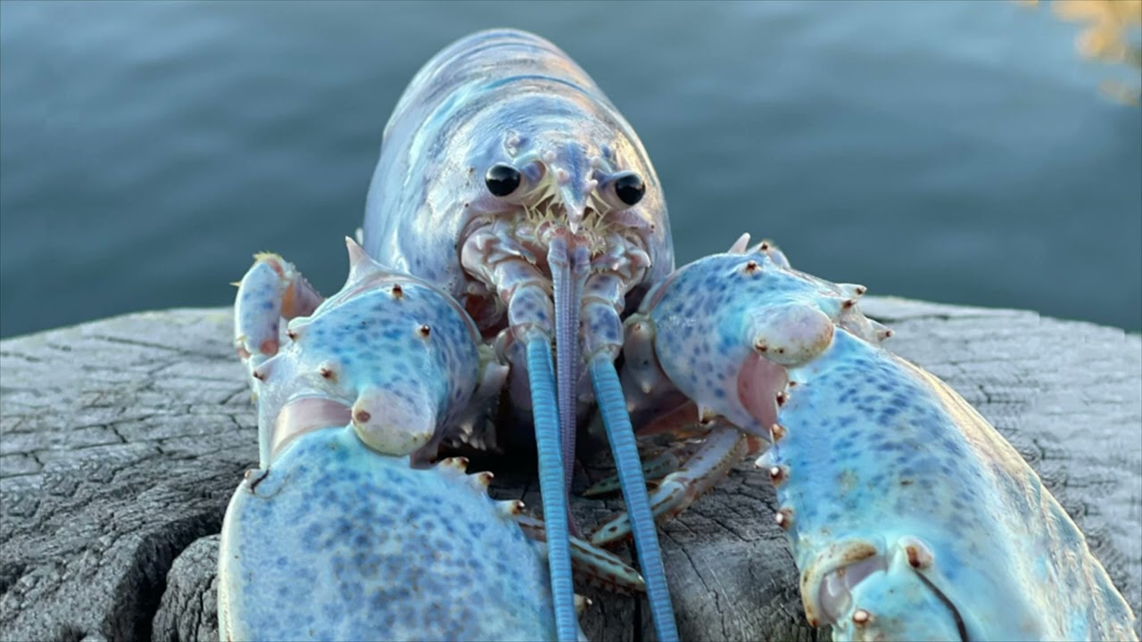 Lobsters ocean banner