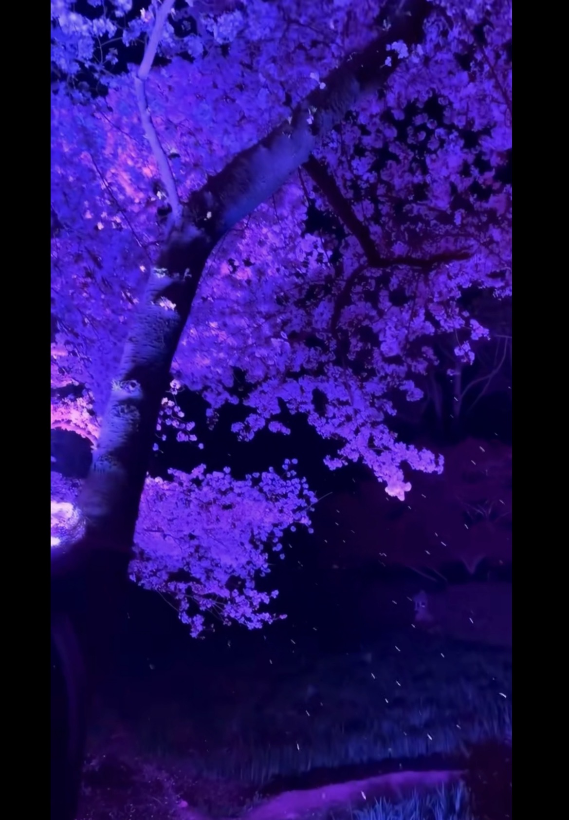 ᴍᴏᴛᴀxɪᴇ’ꜱ ʜᴀɴɢᴏᴜᴛ banner