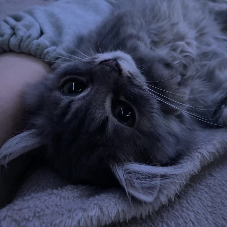 𝐍𝐨𝐜𝐧𝐚 𝐒𝐭𝐫𝐞𝐟𝐚 | 💤